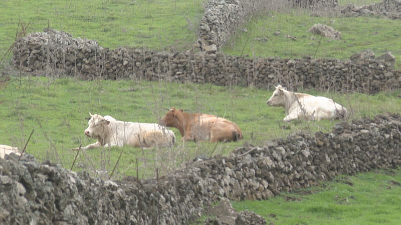 Los costes de la ganadería hacen peligrar al sector en Canarias