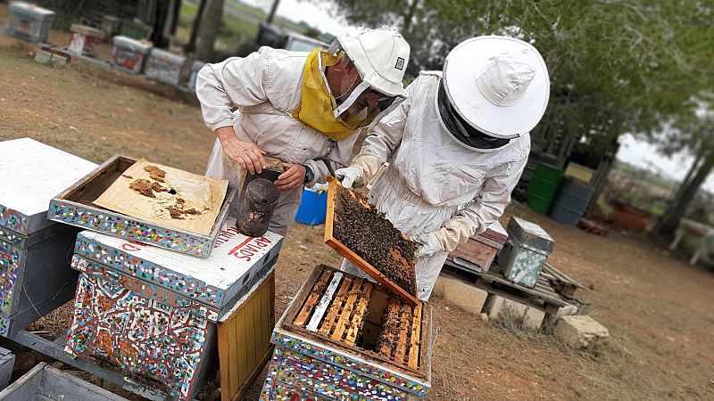 La apicultura valenciana, en peligro de extinción