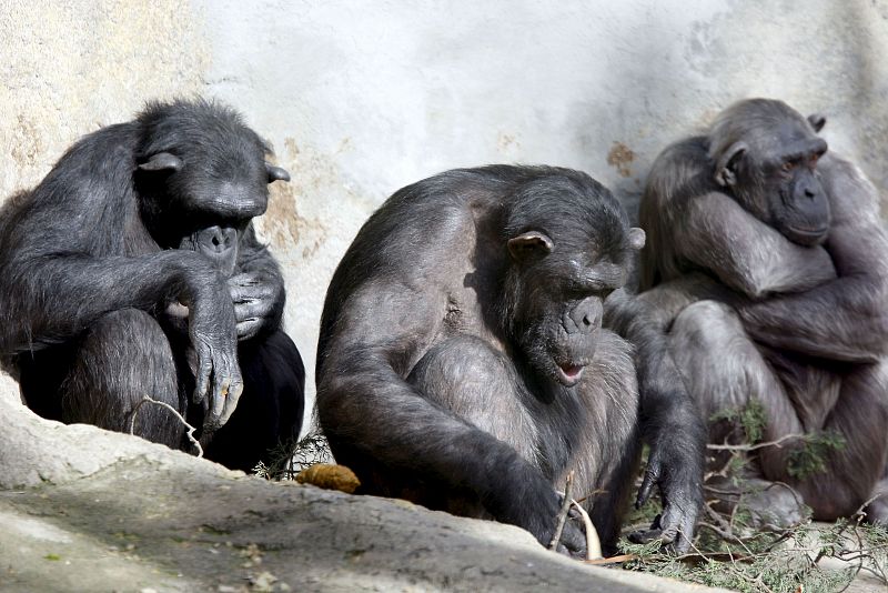 Los genomas de los humanos y los chimpancés son más diferentes de lo que se creía