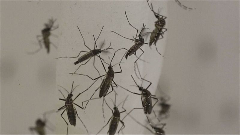 Control del mosquito transmisor del dengue en La Palma