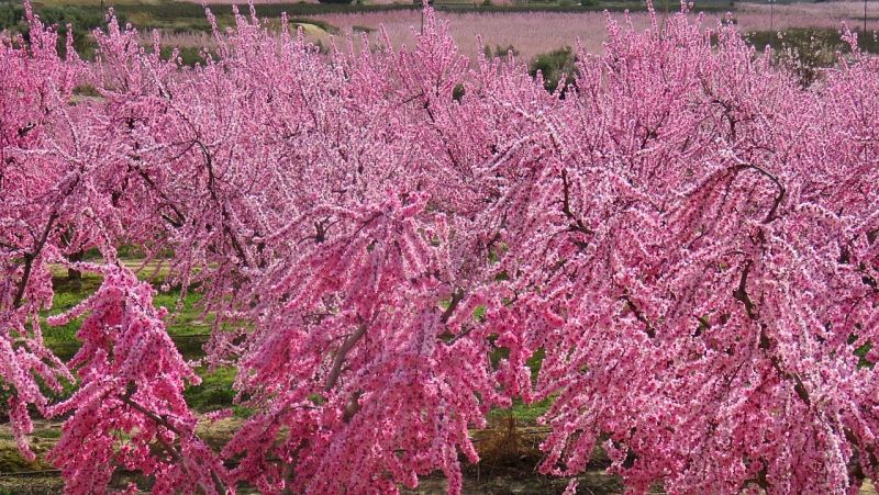 Ja és primavera! Què cal saber-ne?