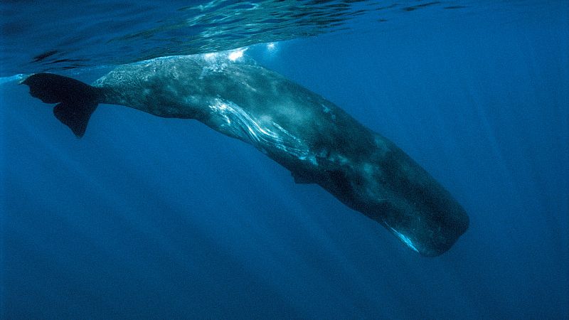 La verdadera historia de Moby Dick: un barco hundido, canibalismo y una ballena mítica