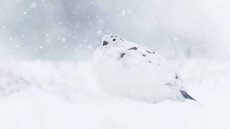 Perdiz nival y oso polar, dos especies vulnerables al cambio climático