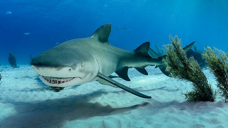 Tcticas para cazar de los tiburones