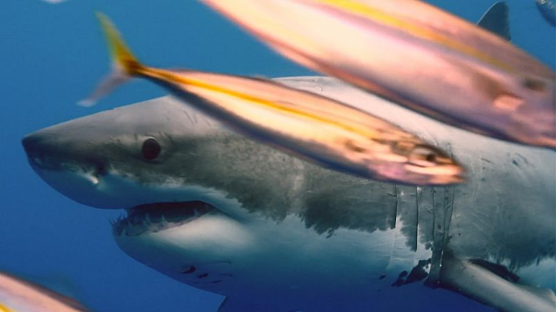 ¿Pueden los tiburones oler una gota de sangre en una piscina?