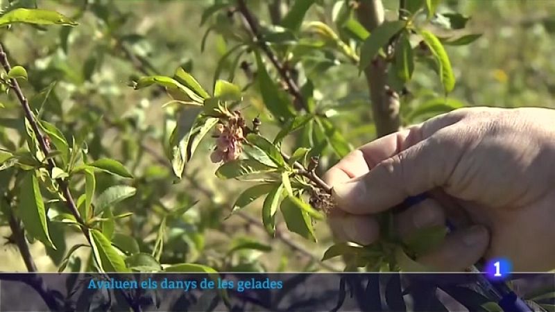 Les glaçades afecten al 100% el sector de la fruita dolça