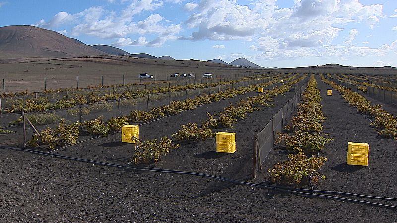 La primera vendimia de invierno en Lanzarote
