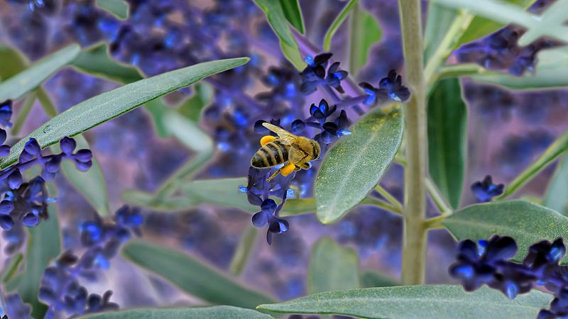 Las abejas no ven el color rojo pero perciben la luz ultravioleta