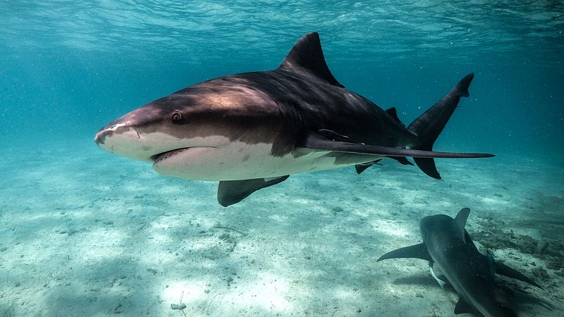 La dentadura de los tiburones no para de crecer... nunca!