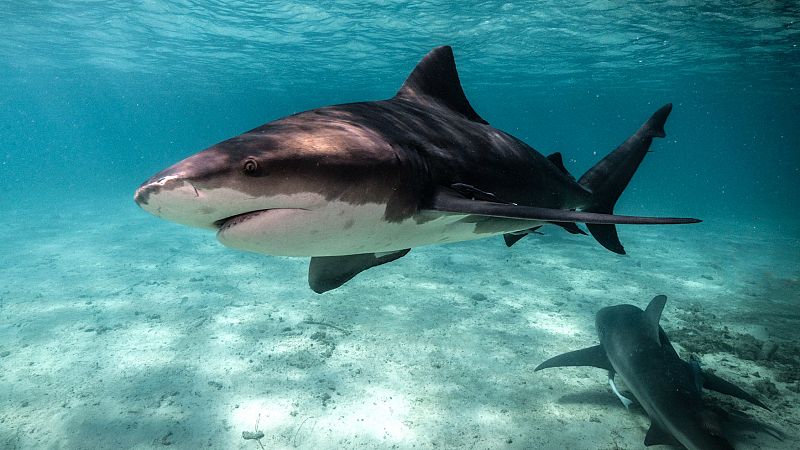 La dentadura de los tiburones no para de crecer... ¡nunca!