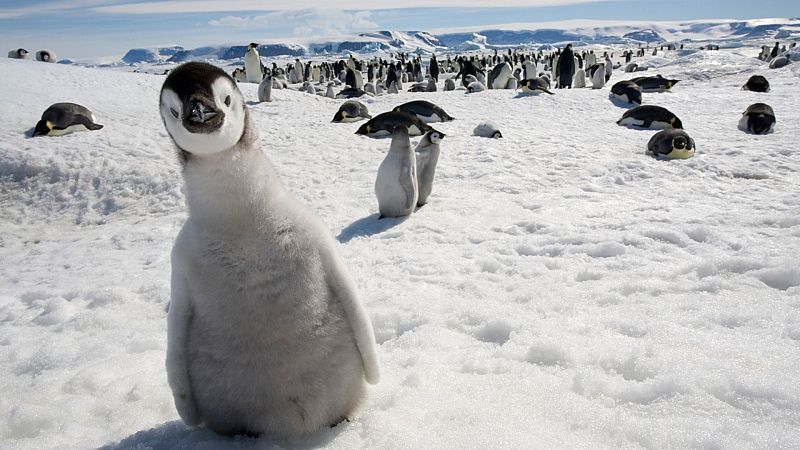 ¿Qué conexión hay entre los pingüinos y el cambio climático?