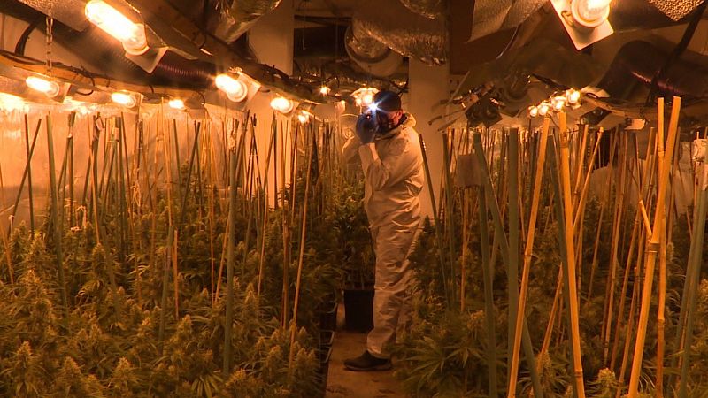 España, paraíso para el cultivo y el comercio de la marihuana