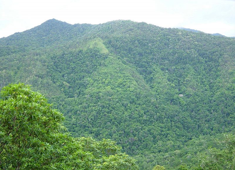 El crecimiento de los bosques tropicales nos 'salva' del cambio climático