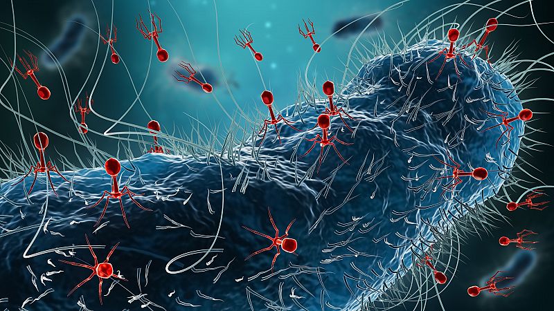 Fagos vs. superbacterias: un virus es la esperanza cuando los antibióticos no funcionan
