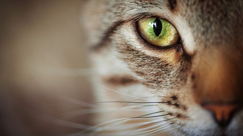 ¿Por qué los ojos de los felinos brillan en la oscuridad?