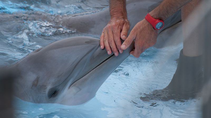 Rusia despliega delfines militares adiestrados para proteger su flota del Mar Negro