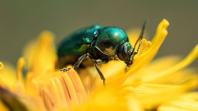 'El escarabajo verde', el programa de ecologa ms longevo de la televisin