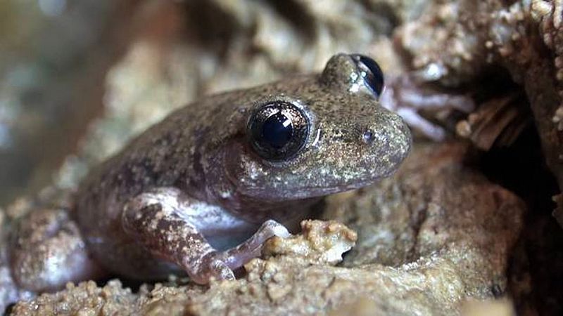 El ferreret, una especie endmica de Baleares