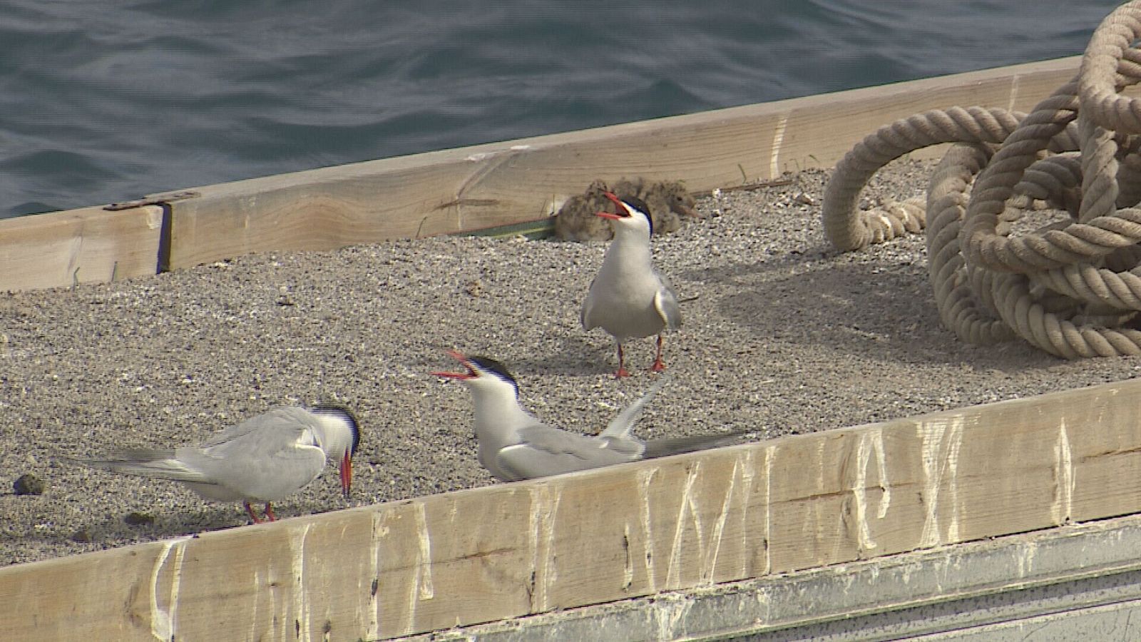 Los nidos artificiales multiplican el número de charranes en Gran Canaria