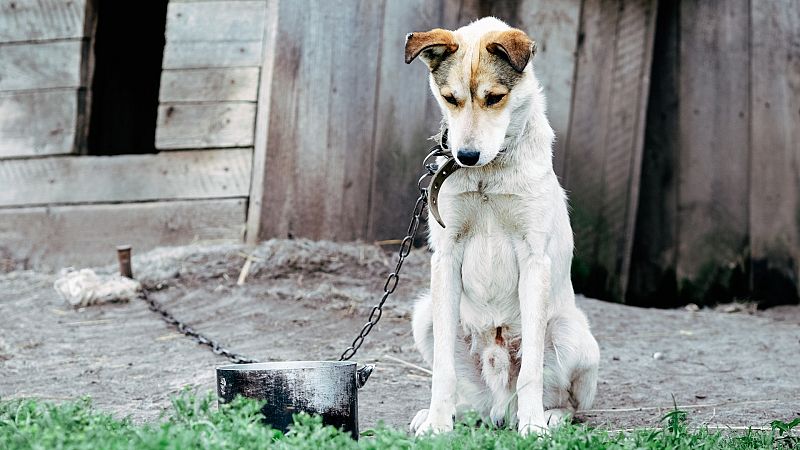 Las denuncias por maltrato animal se disparan en 2021: "Ahora hay una mayor concienciación social"