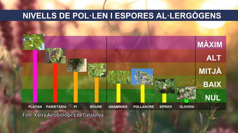 Els nivells de pol·len es disparen