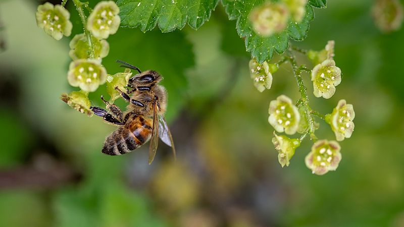El declive de las abejas continúa y podría llevar al mundo a la cuerda floja: "No hay alternativas a la polinización"