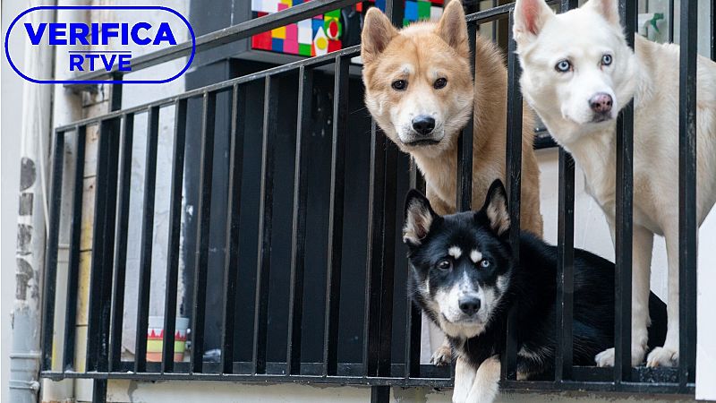 ¿Es ilegal tener al perro en la terraza por la noche?