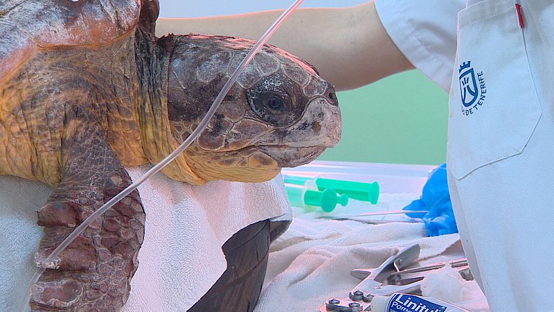 La Tahonilla, en Tenerife,  usa el láser terapéutico para curar tortugas