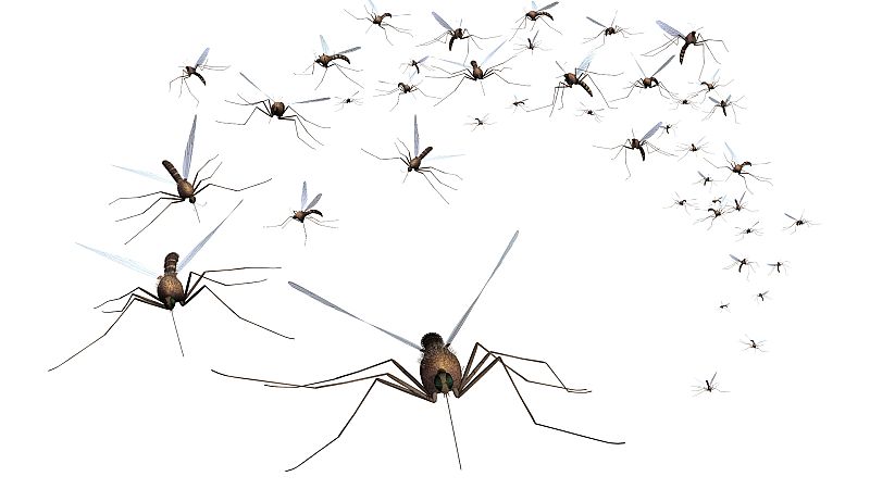 Mosquitos: los animales más letales del mundo