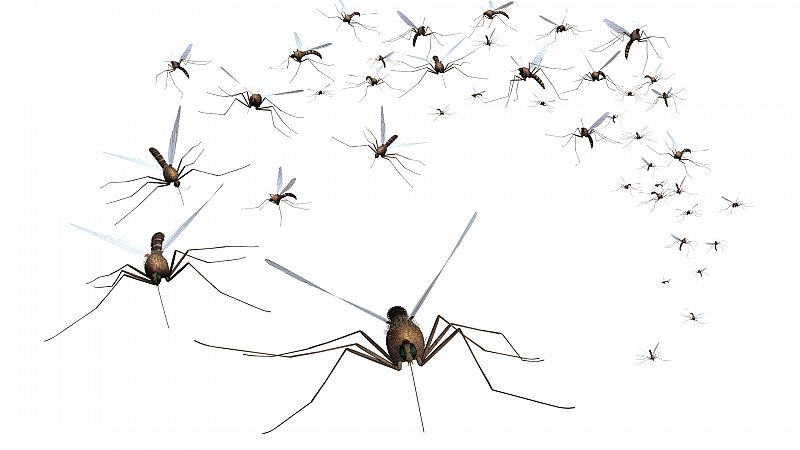 Mosquitos: los animales más letales del mundo