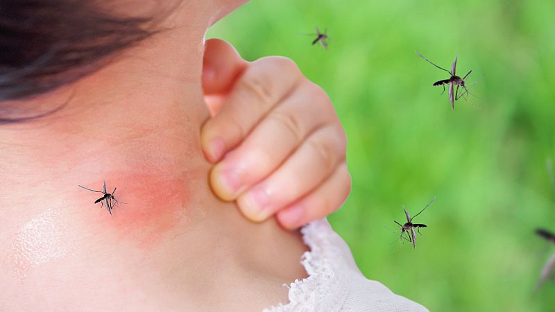 Mosquitos: los animales más letales del mundo