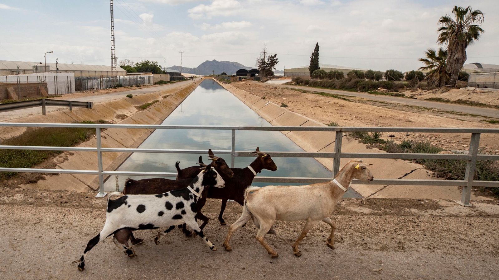 Sánchez anuncia 800 millones más para modernizar regadíos - Informativo 24h | Ver