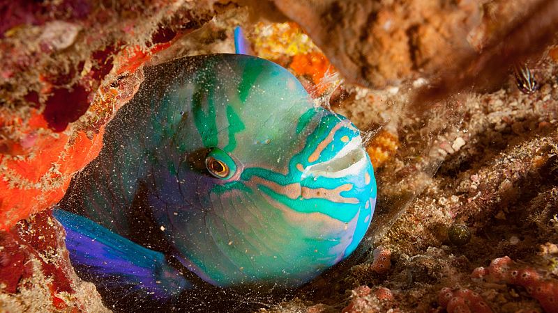 Por qué el color azul es tan raro en la naturaleza?