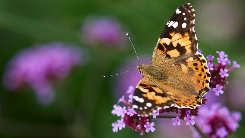 La mariposa capaz de volar 4.000 kilmetros de distancia