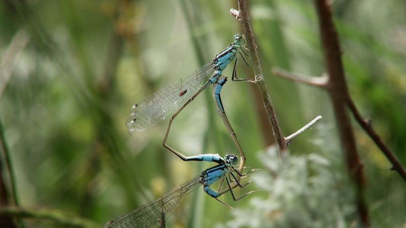 Els insectes, aquesta setmana de 'Wild hunters'