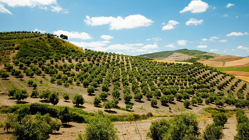 La vida en el olivar: rentabilidad, sostenibilidad y biodiversidad