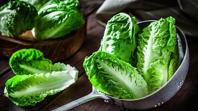 Cultivar lechugas en casa: f�cil y delicioso