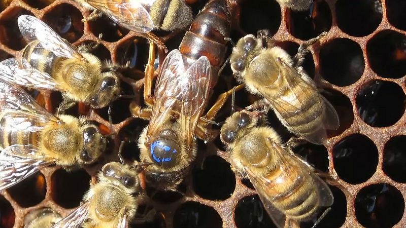 La apicultura se ha adaptado al cambio climático con el uso de colmenas inteligentes