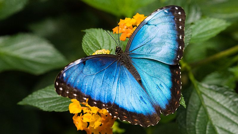 Sabas que los colores de las mariposas envan mensajes?