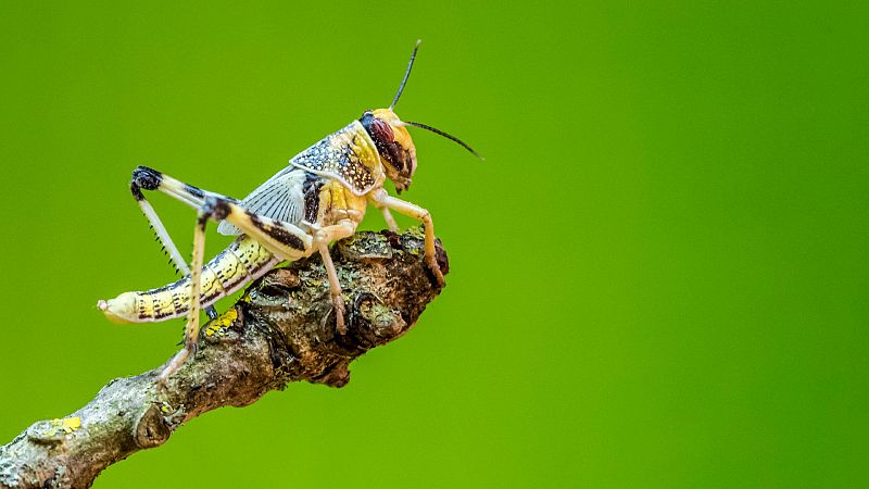 La langosta del desierto, la plaga ms destructiva