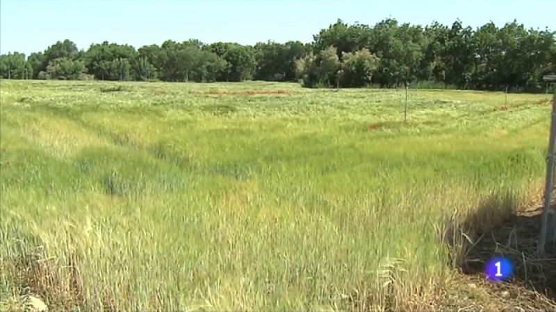 La calorada fa perillar la meitat de la collita de cereals