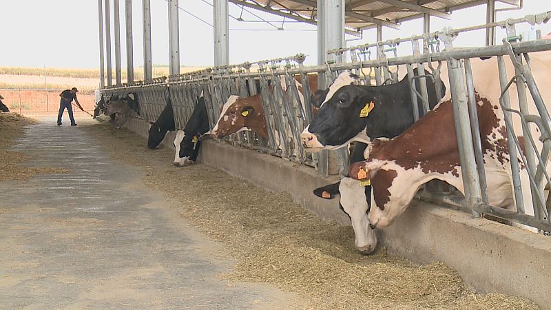 Agricultores e gandeiros crean plataformas para vender por internet, reducindo intermediarios