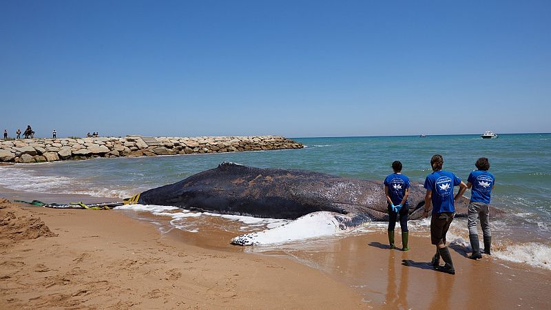 Muere una ballena de 12 metros que había quedado varada en la costa valenciana