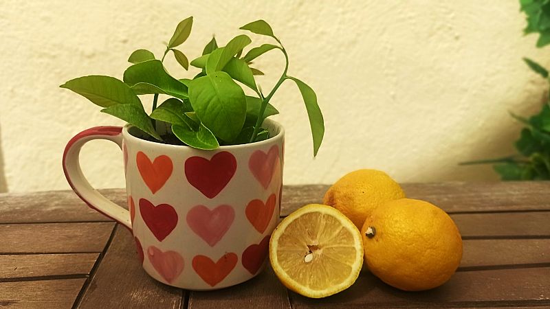 Aprende cómo plantar limón en una taza para decorar y perfumar tu casa