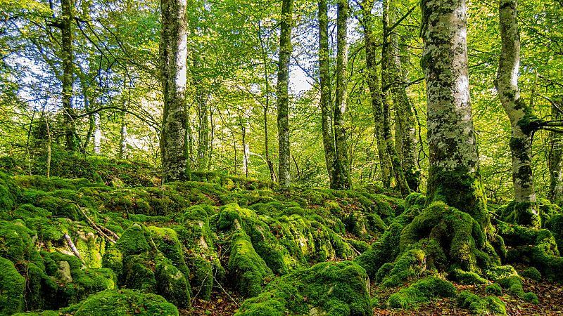 Día Mundial del Medio Ambiente en Radio 3: "Una sola Tierra"