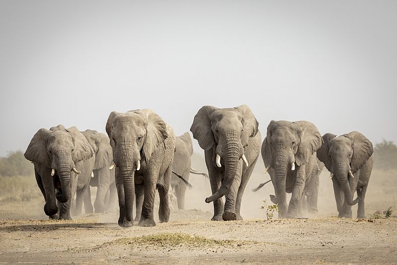 ¿Por qué las hembras ancianas lideran a la manada de elefantes?