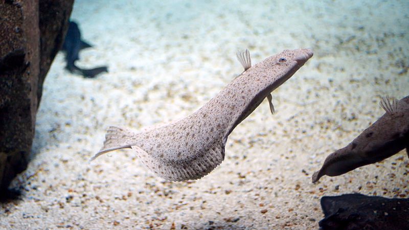 Cmo son capaces de cambiar la posicin de los ojos los peces planos?