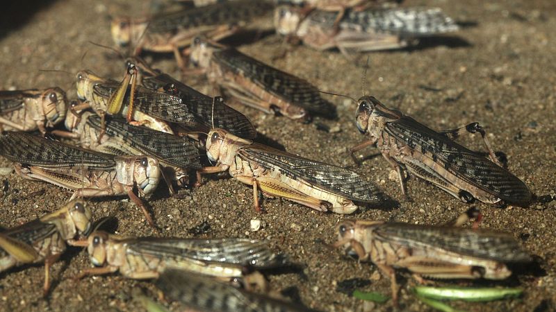 Una plaga de langostas causa estragos en los cultivos en La Serena, Badajoz