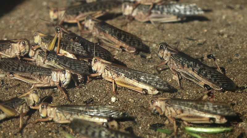 Una plaga de langostas causa estragos en los cultivos en La Serena, Badajoz