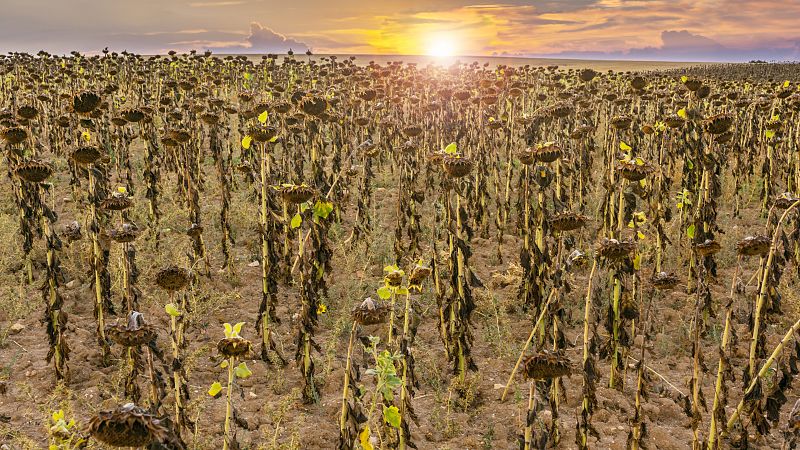 Los fenómenos extremos marcaron el clima de España en 2021, con la ola de calor más intensa en casi 50 años